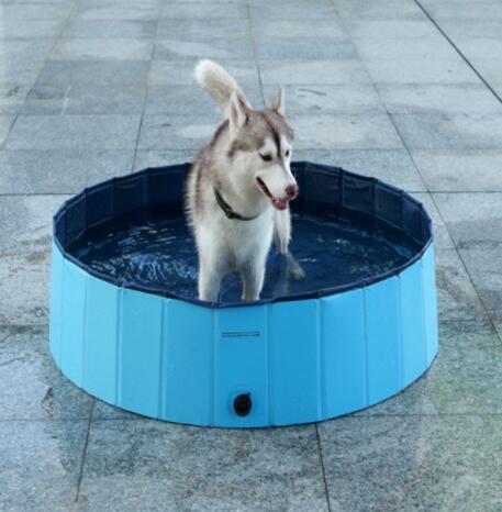 dog pool